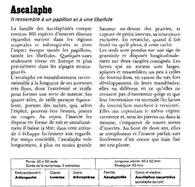 Prévisualisation du document Ascalaphe:Il ressemble à un papillon et à une libellule.