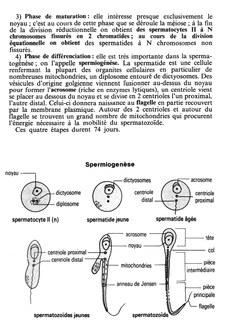 Prévisualisation du document ASPECTS CYTOLOGIQUES DE LA GAMÉTOGÉNÈSE ET LA SPERMATOGÉNÈSE