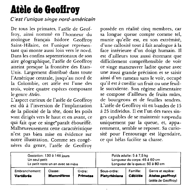 Prévisualisation du document Atèle de Geoffroy:C'est l'unique singe nord-américain.