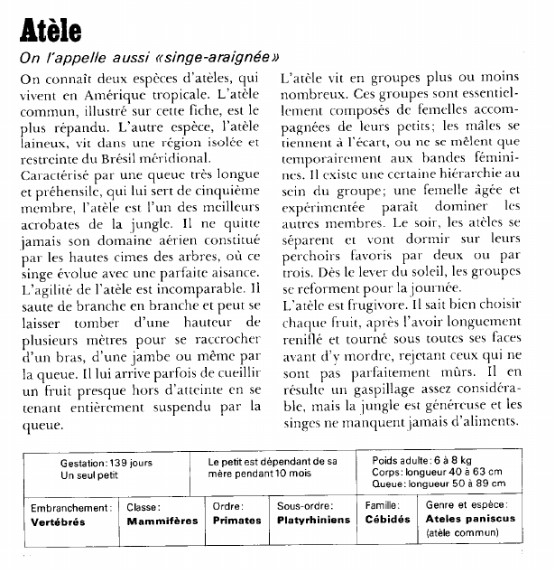 Prévisualisation du document Atèle:On l'appelle aussi «singe-araignée».