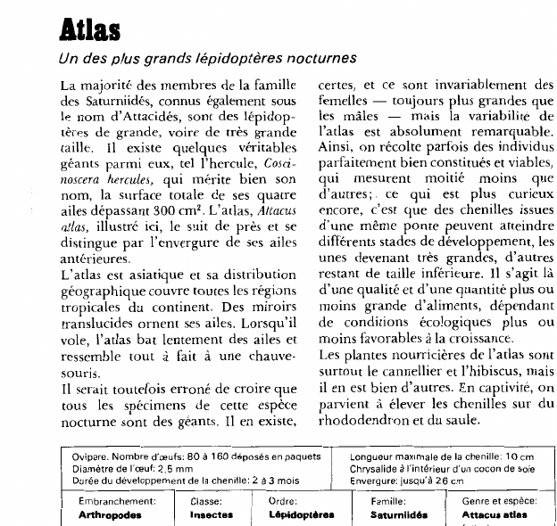 Prévisualisation du document Atlas:Un des plus grands lépidoptères nocturnes.