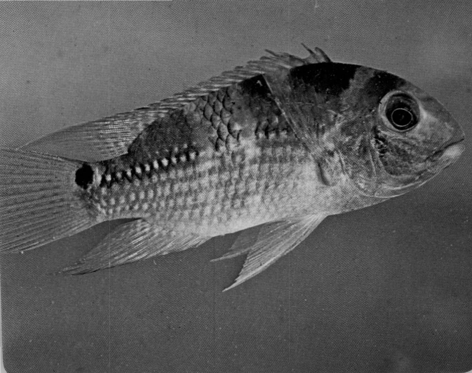 Prévisualisation du document Aura tétramère:
Un ancien favori des aquariophiles.