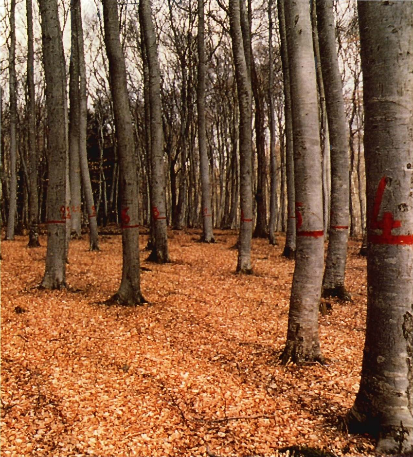 Prévisualisation du document AUVERGNE 	
Forêt des Colettes.