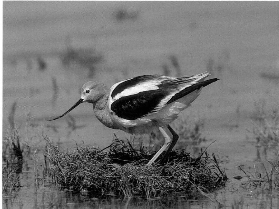 Prévisualisation du document AVOCETTE AMÉRICAINE