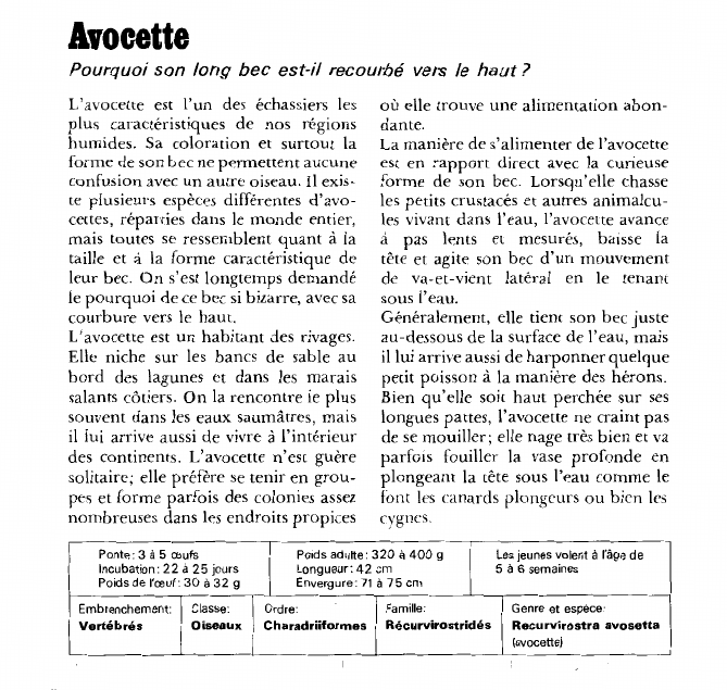 Prévisualisation du document Avocette:Pourquoi son long bec est-il recourbé vers le haut?