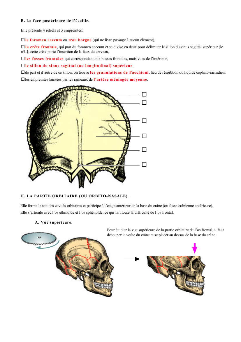 Prévisualisation du document B . La face postérieure de l'écaille.Elle présente 4 reliefs