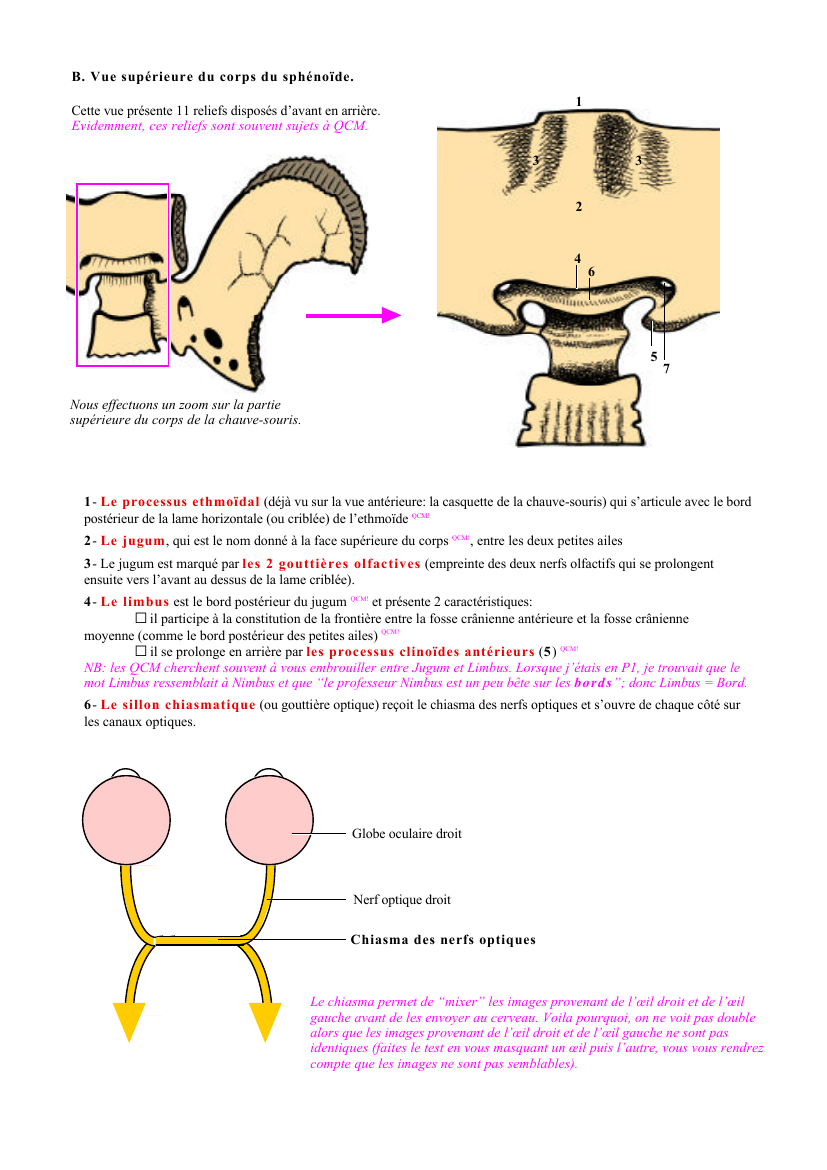 Prévisualisation du document B . Vue supérieure du corps du sphénoïde.1Cette vue présente