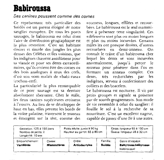 Prévisualisation du document Babiroussa:Ses canines poussent comme des cornes.