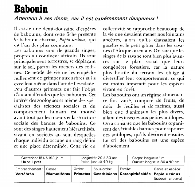 Prévisualisation du document Babouin:Attention à ses dents, car il est extrêmement dangereux !