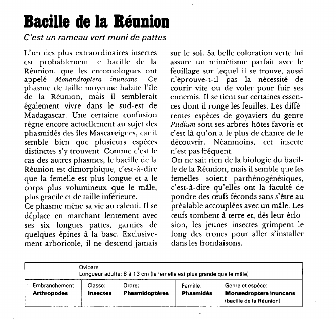 Prévisualisation du document Bacille de la Réunion:C'est un rameau vert muni de pattes.