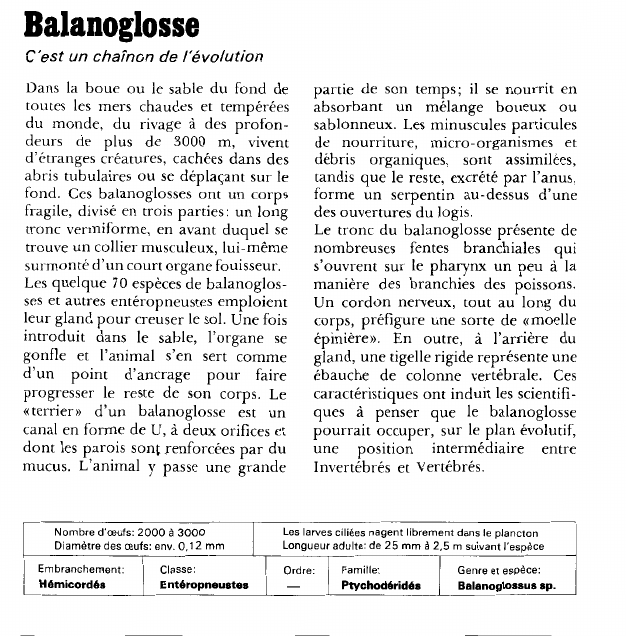 Prévisualisation du document Balanoglosse:C'est un chaînon de l'évolution.