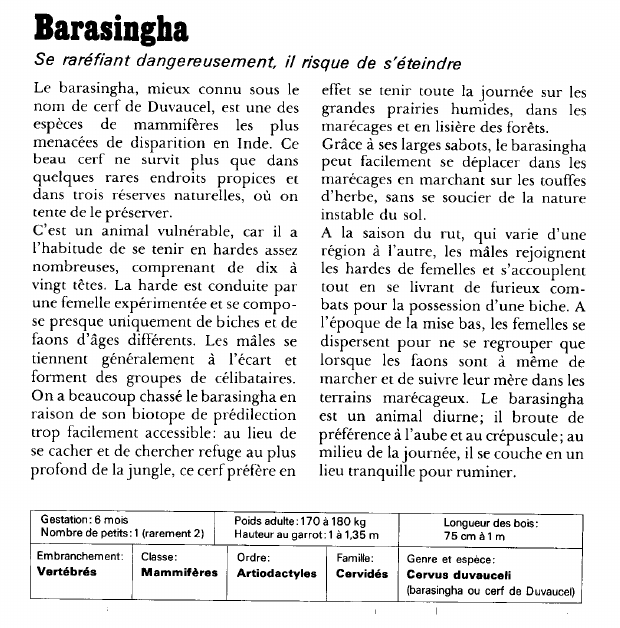 Prévisualisation du document Barasingha:Se raréfiant dangereusement, il risque de s'éteindre.