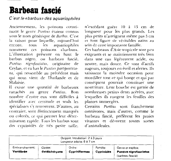 Prévisualisation du document Barbeau fascié:C'est le «barbus» des aquariophiles.