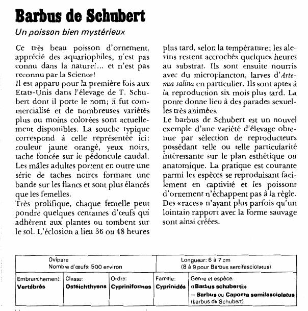 Prévisualisation du document Barbus de Schubert:Un poisson bien mystérieux.