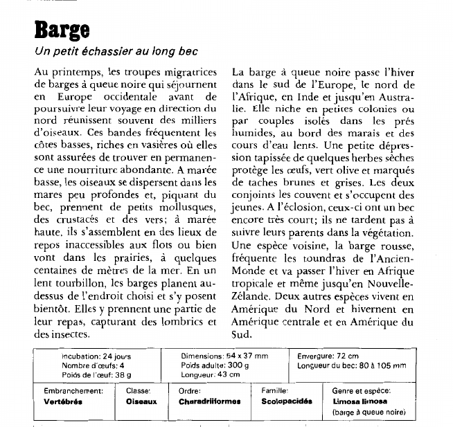 Prévisualisation du document Barge:Un petit échassier au long bec.