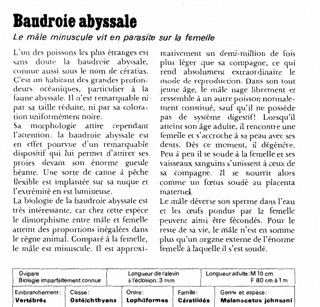 Prévisualisation du document Baudroie abyssale:Le mâle minuscule vit en parasite sur la femelle.