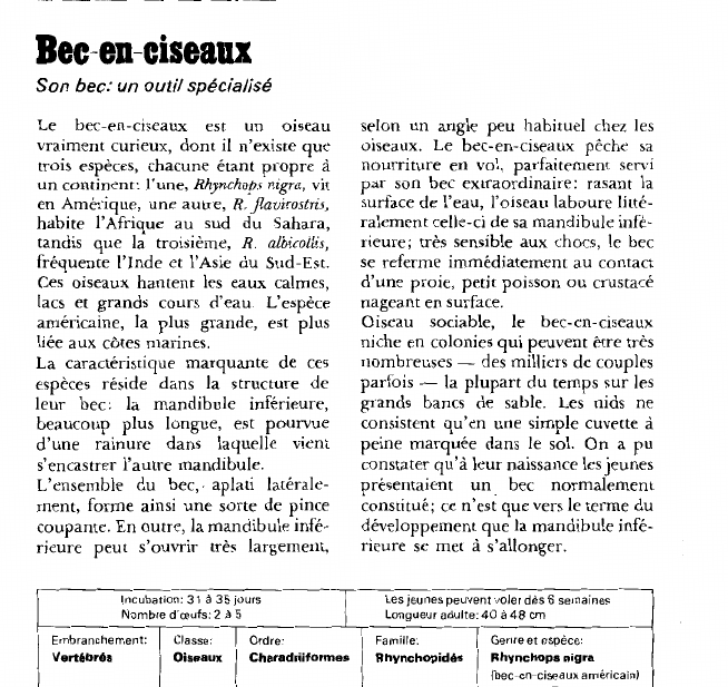 Prévisualisation du document Bec-en-ciseaux:Son bec: un outil spécialisé.