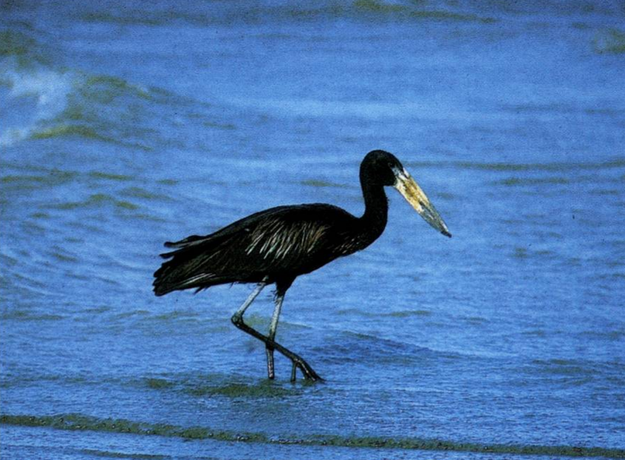 Prévisualisation du document BEC-OUVERT AFRICAIN