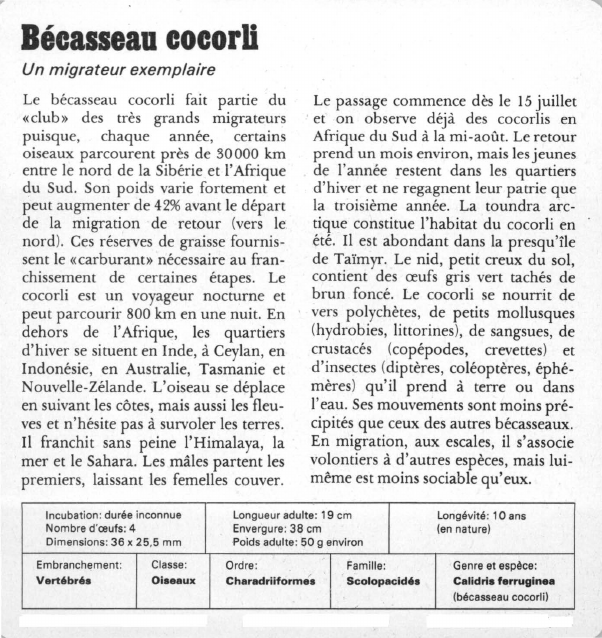 Prévisualisation du document Bécasseau coma:Un migrateur exemplaire.