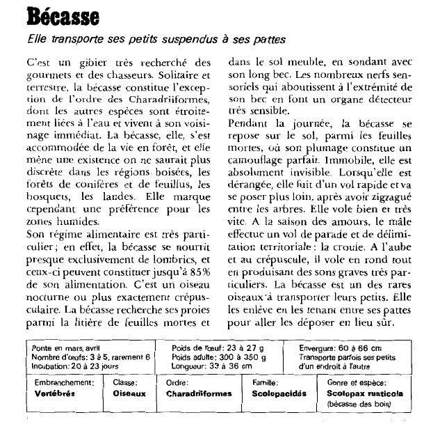 Prévisualisation du document Bécasse:Elle transporte ses petits suspendus à ses pattes.