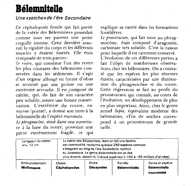 Prévisualisation du document Bélemnitelle:Une «seiche» de l'ère Secondaire.