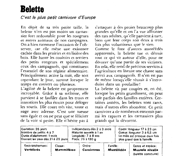 Prévisualisation du document Belette:C'est le plus petit carnivore d'Europe.