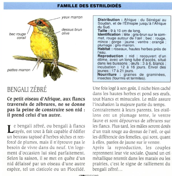 Prévisualisation du document BENGALI ZÉBRÉ