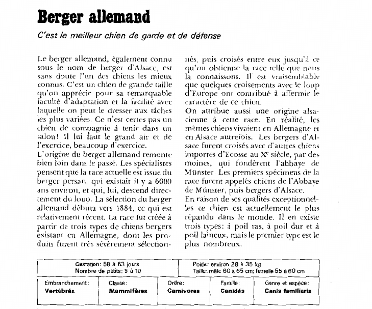 Prévisualisation du document Berger allemand:C'est le meilleur chien de garde et de défense.