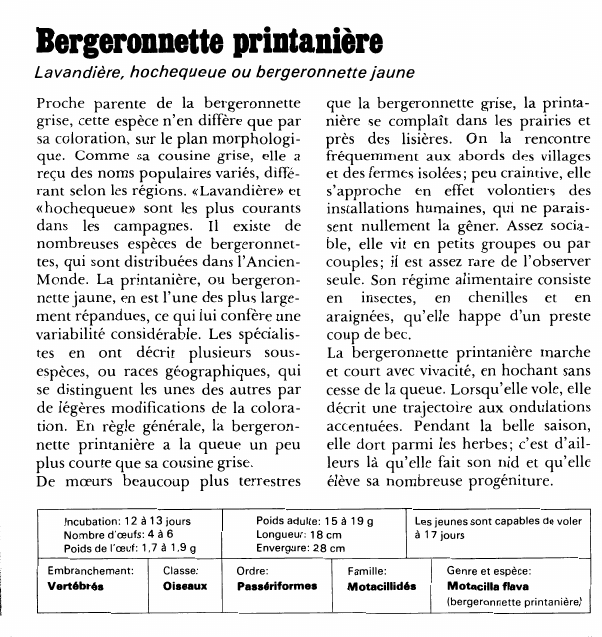 Prévisualisation du document Bergeronnette printanièreLavandière, hochequeue ou bergeronnette jauneProche parente de la bergeronnette grise, cette espèce n'en diffère que par sa coloration, sur le plan morphologique.