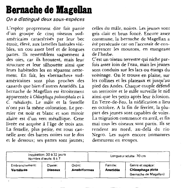 Prévisualisation du document Bernache de Magellan:On a distingué deux sous-espèces.