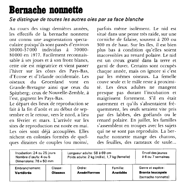 Prévisualisation du document Bernache nonnette:Se distingue de toutes les autres oies par sa face blanche.