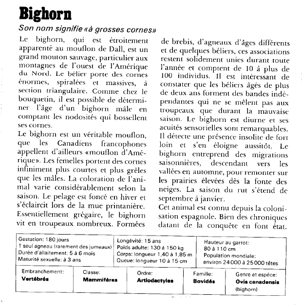 Prévisualisation du document Bighorn:Son nom signifie «à grosses cornes».