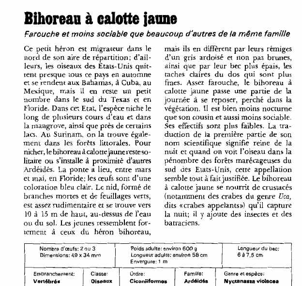 Prévisualisation du document Bihoreau à calotte jaune:Farouche et moins sociable que beaucoup d'autres de la même famille.