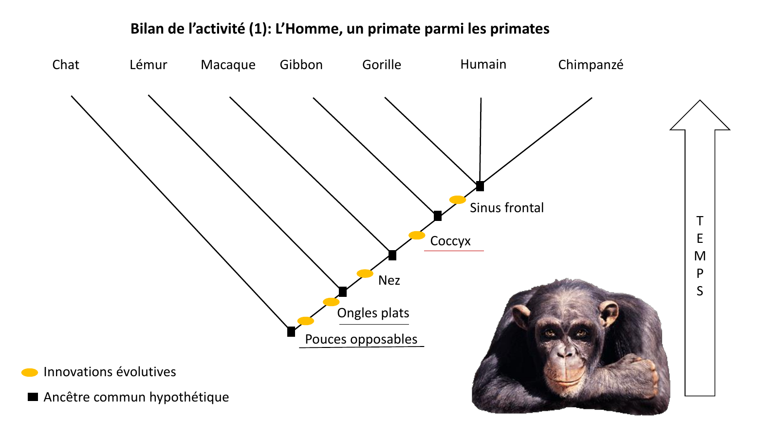Prévisualisation du document Bilan de l’activité (1): L’Homme, un primate parmi les primates