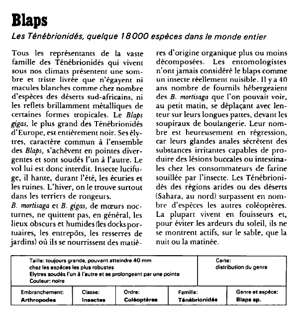 Prévisualisation du document Blaps:Les Ténébrionidés, quelque 18000 espèces dans le monde entier.