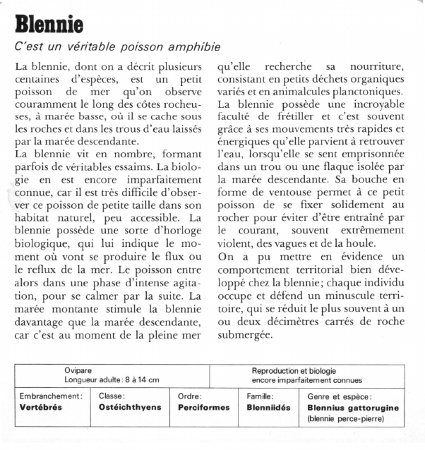 Prévisualisation du document Blennie:C'est un véritable poisson amphibie.