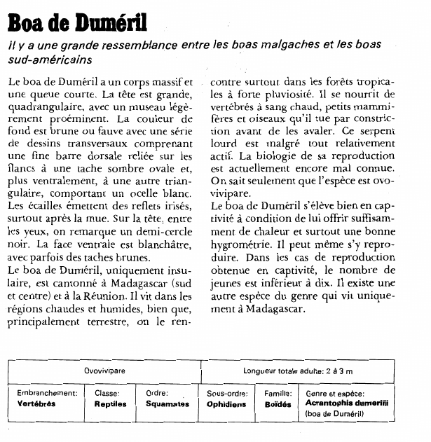 Prévisualisation du document Boa de Duméril:Il y a une grande ressemblance entre les boas malgaches et les boas sud-américains.