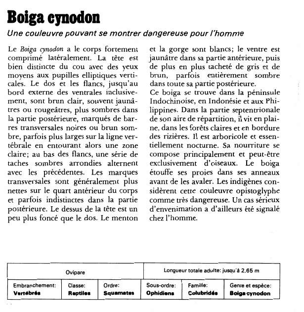 Prévisualisation du document Boiga cynodon:Une couleuvre pouvant se montrer dangereuse pour l'homme.