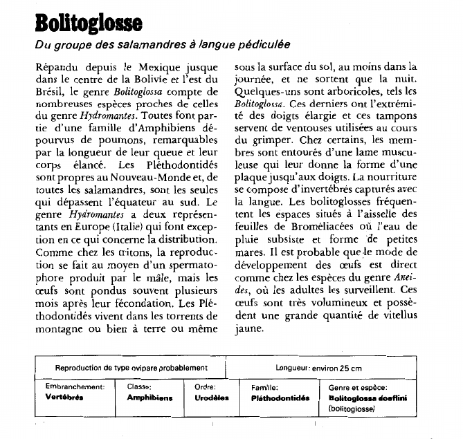 Prévisualisation du document Bolitoglosse:Du groupe des salamandres à langue pédiculée.