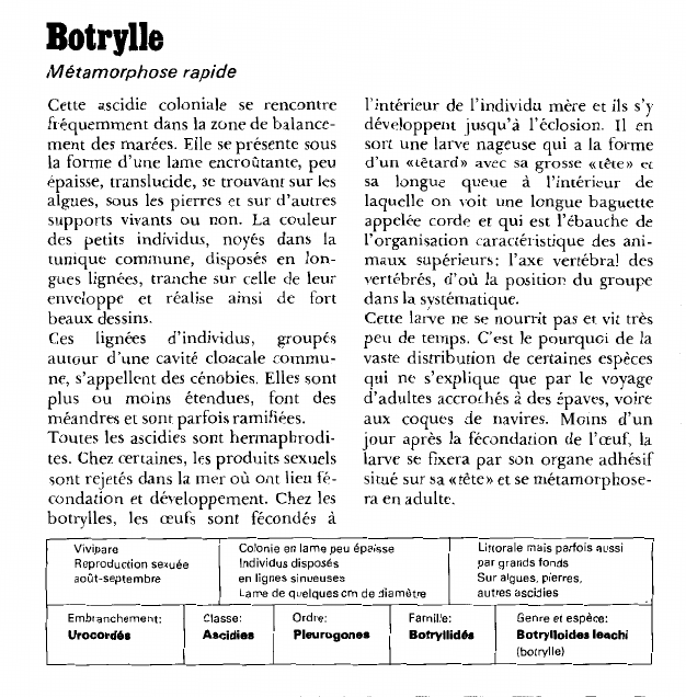 Prévisualisation du document Botrylle:Métamorphose rapide.
