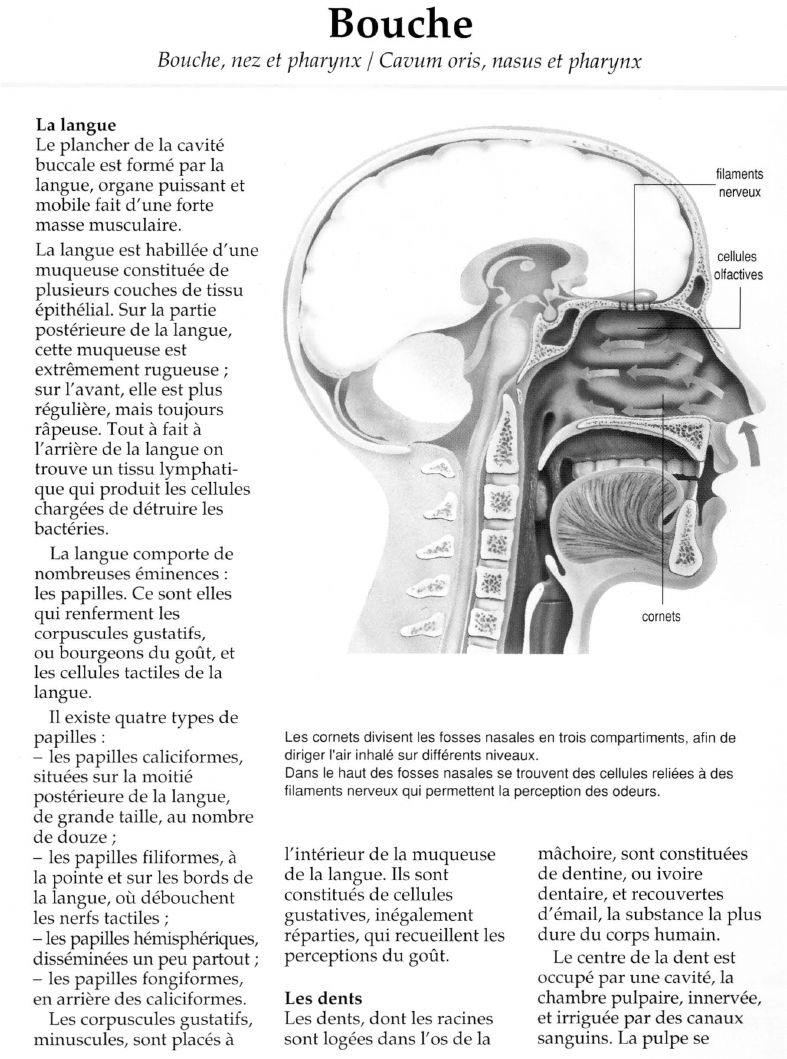 Prévisualisation du document Bouche.