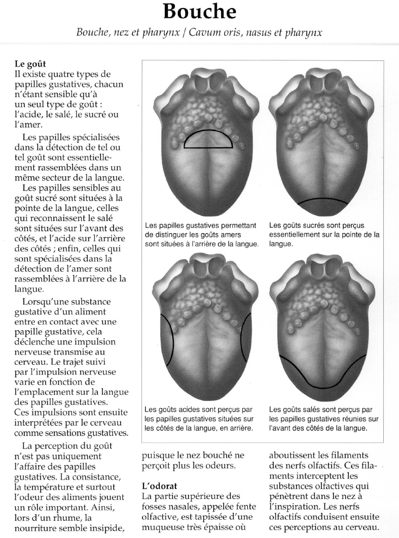 Prévisualisation du document Bouche.