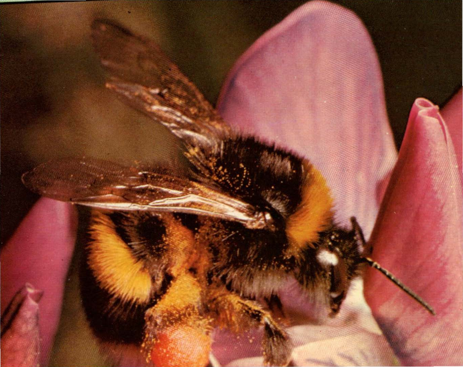 Prévisualisation du document Bourdon:
C'est un gros cousin de l'abeille.