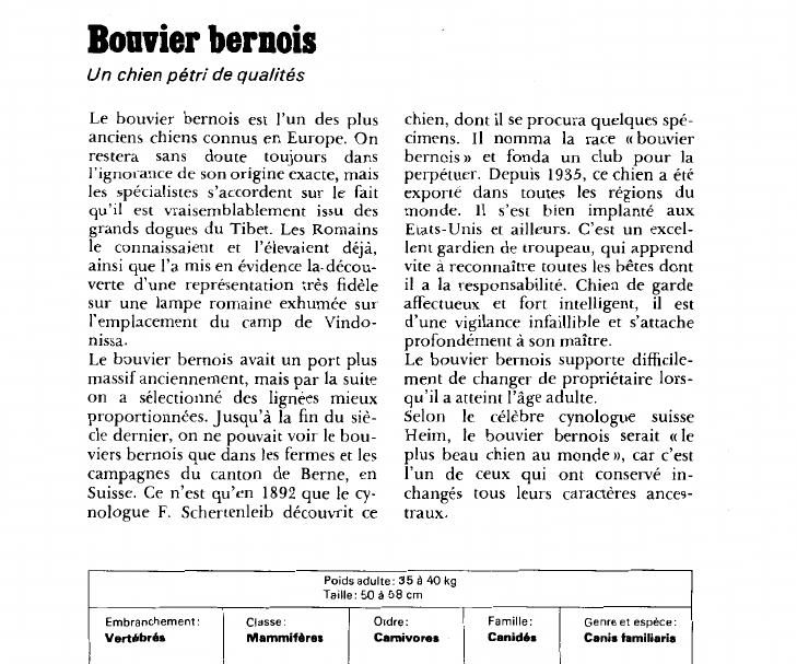 Prévisualisation du document Bouvier bernois:Un chien pétri de qualités.