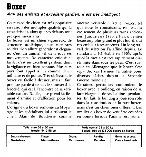 Prévisualisation du document Boxer:Ami des enfants et excellent gardien, il est très intelligent.