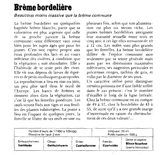 Prévisualisation du document Brème bordelière:Beaucoup moins massive que la brème commune.