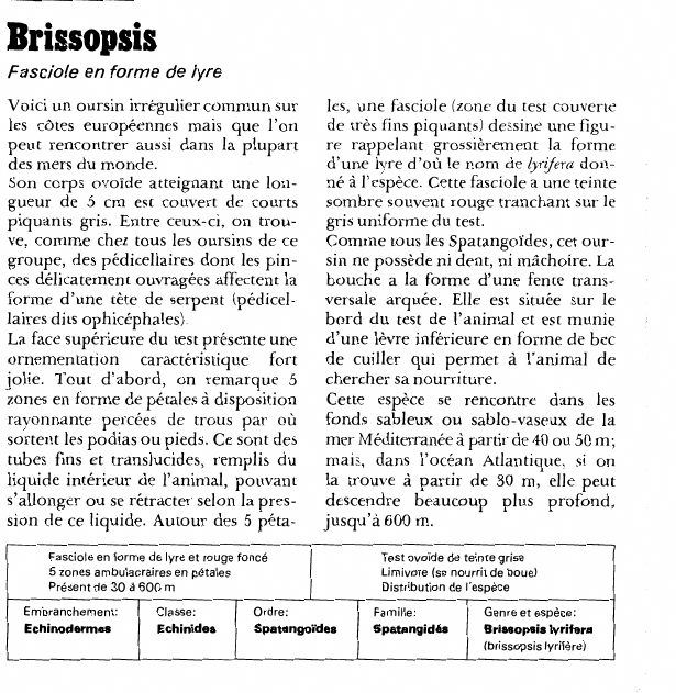 Prévisualisation du document Brissopsis:Fasciole en forme de lyre.
