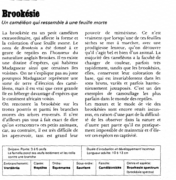 Prévisualisation du document Brookésie:Un caméléon qui ressemble à une feuille morte.