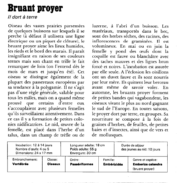 Prévisualisation du document Bruant proyer:Il dort à terre.