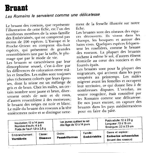 Prévisualisation du document Bruant:Les Romains le servaient comme une délicatesse.